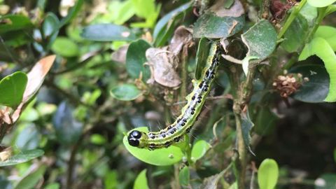Chenille de la pyrale du buis. ©Léna Hespel